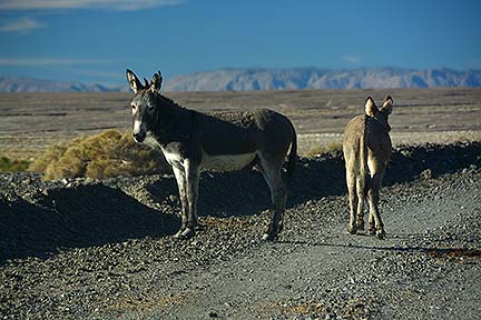 Burros are a common sight in the Mojave Desesrt, November 16, 2014